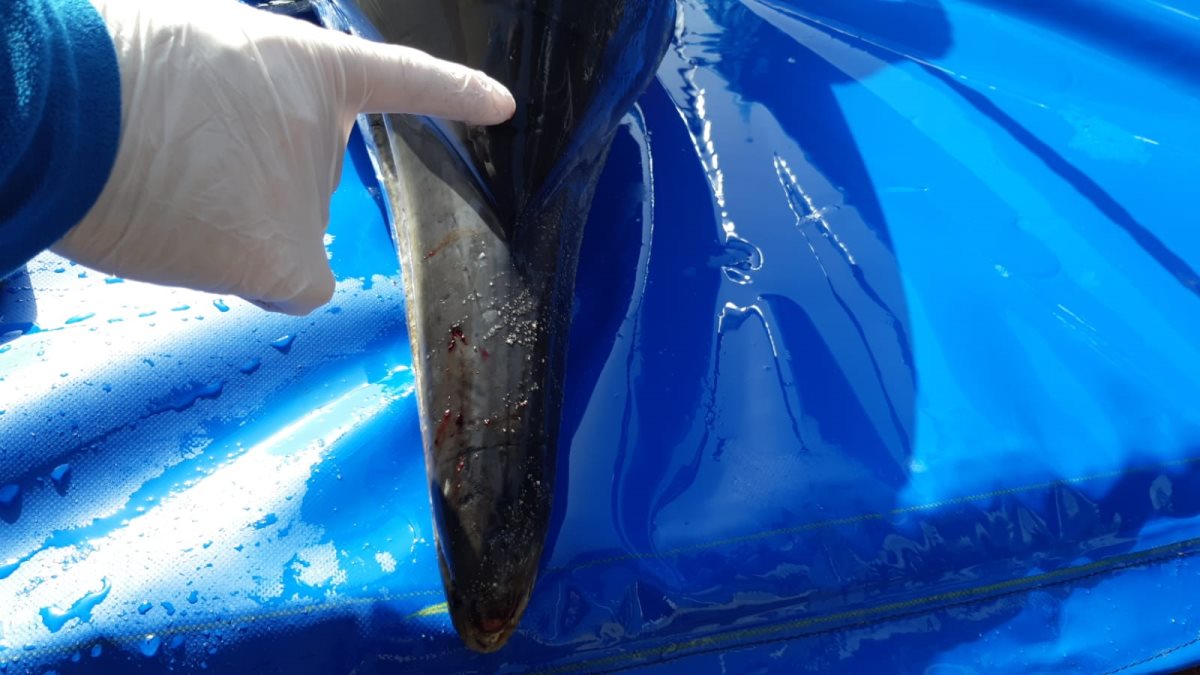 סימני רשת הדייגים | צילום: דוד חלפון, רשות הטבע והגנים