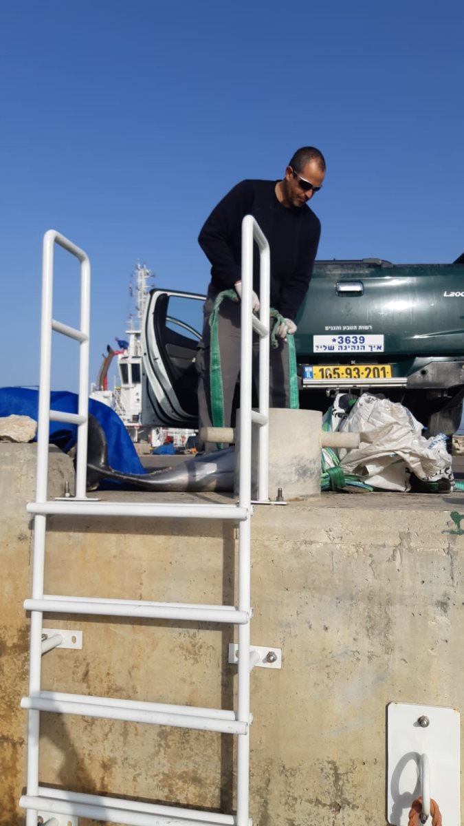 הדולפין המצוי שנמצא בחוף | צילום: דוד חלפון, רשות הטבע והגנים